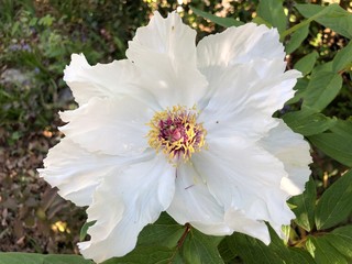 pivoine blanche au printemps 