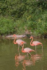 A flock of pink flamingos in Vietnam.