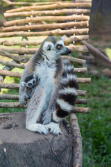 The lemurs, mom and baby, close-up. Vinpearl Safari park, Phu Quoc, Vietnam