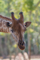 Portrait of an African giraffe. Head closeup on a natural blurred background.