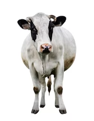 Poster Spotted black and white cow full length isolated on white. Cow close up. Farm animals © esvetleishaya