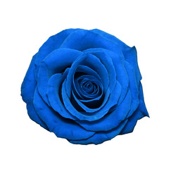Blue Rose head isolated on white
