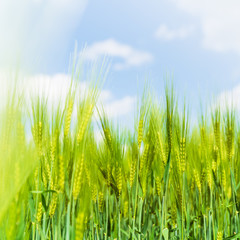 Ears of green rye with blue sky on background, natural background