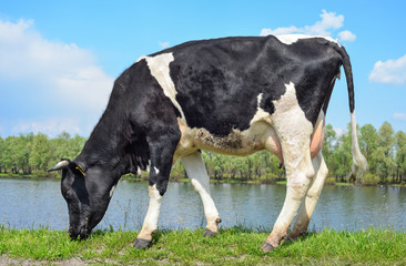 Cow grazing on the meadow near the river
