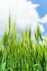Ears of green rye with blue sky on background