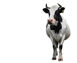 Spotted black and white cow full length isolated on white. Cow close up. Farm animals - obrazy, fototapety, plakaty
