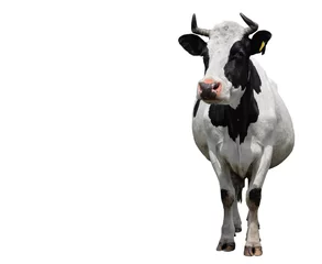 Gordijnen Spotted black and white cow full length isolated on white. Cow close up. Farm animals © esvetleishaya