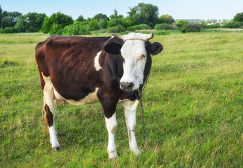 Naklejka na ściany i meble Cow grazing on the farm.