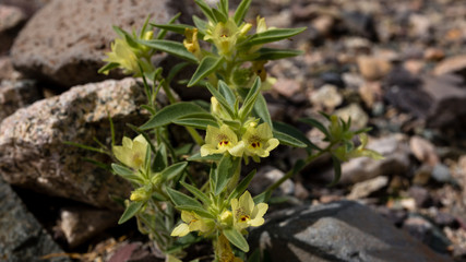 Golden desert snapdragon Mohavea breviflora in bloom with hairy leaves and stems.