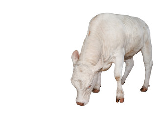 Beautiful young white cow isolated on white background. Cow full length. Farm animals. Beef cattle isolated on white.