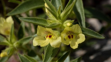 Golden desert snapdragon Mohavea breviflora in bloom with hairy leaves and stems.