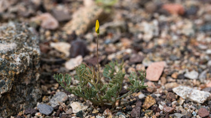 a single pygmy poppy in the Mojave desert starting to bloom