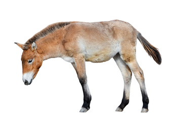 Horse isolated on white. Young Przewalski horse or Dzungarian horse full length. Zoo animals. Wild horse.