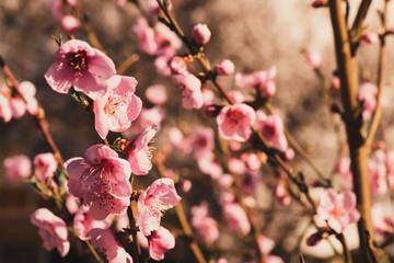 delicate pink flowers of plum tree in early spring