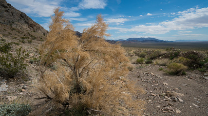 Smoke tree in dry condition in a desert wash in the marble Mountains in Cadiz california.  © buttbongo