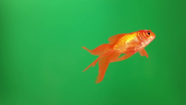 Beautiful bright fish swimming on an isolated background