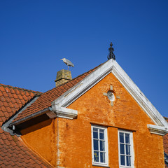 Heron on the ridge, blue skies