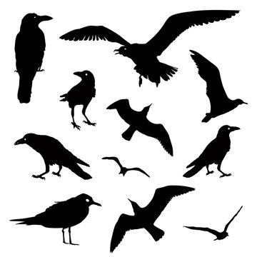  Collection of Bird Silhouettes