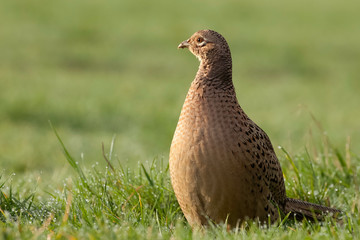 Female pheasant close up on grass