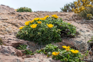 Wildflowers in the National Park de Calblanque. region of Murcia. Spain.park, national, wildflowers, flowers,  flower, nature,  spring, wind, flora, yellow, bloom,  mount, mountains, great, wildflower