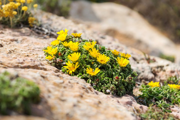 Wildflowers in the National Park de Calblanque. region of Murcia. Spain.park, national, wildflowers, flowers,  flower, nature,  spring, wind, flora, yellow, bloom,  mount, mountains, great, wildflower