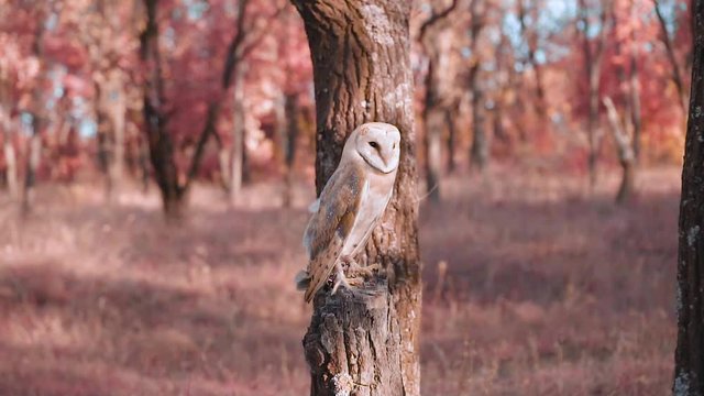 cute little white bird sits on a felled tree and looks at the nature around, animag in the image of a pink barn owl in a magical fairy-tale red autumn forest, dweller of the mysterious world