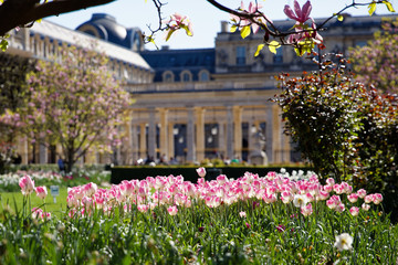Paris, France - March 30, 2019: Garden of Palais Royal with lot of tulips in Paris