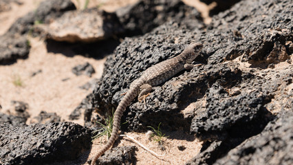 Desert Iguana sunning on a rock