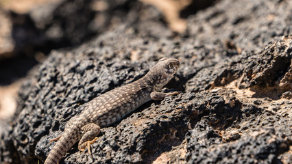 Desert Iguana sunning on a rock