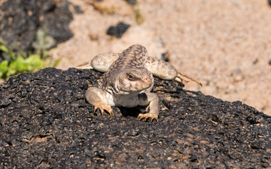 Desert iguana looking attentive and in control. 