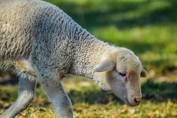 A cute Merino or Merinolandschaf lamb grazing in green pasture in a faarm
