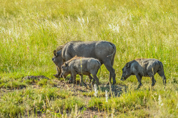Cute African warthog in a game reserve in South Africa