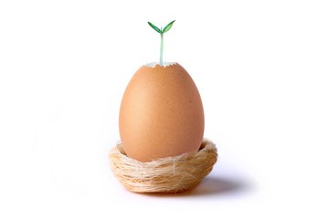 Concetto di vita, rinascita