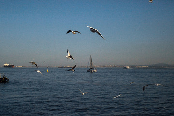 Men and Seagulls 