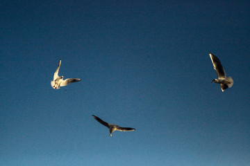 Men and Seagulls 