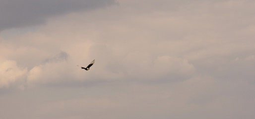 Birds usually sit on the branches and fly occasionally.