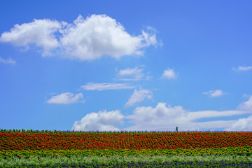 花と青空