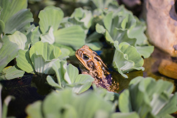 Sapo entre folhas no lago