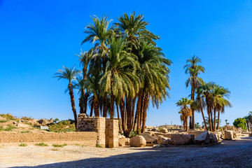 Fototapeta na wymiar Palms on ruins of the ancient Karnak temple. Luxor, Egypt
