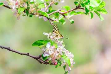 Yellow Butterfly Inn in the branch of an almond tree in white blossom