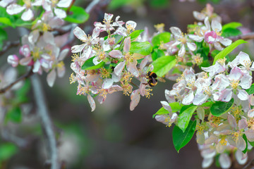Bee pollinating nectar of pollen a white flower of an almond tree