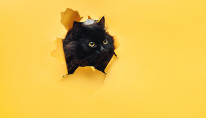 Funny black cat looks through ripped hole in yellow paper. Naughty pets and mischievous domestic...