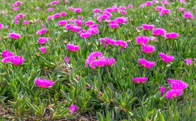 Lilac flowers Portulak on the Mediterranean coast, Cabo de Palos, La Manga, Spain.