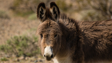 Cute fuzzy young donkey or burro  in the Mojave desert. 