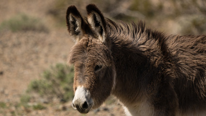 Donkey in close up in the wild near Death valley. Donkeys have been an issue for the park rangers and many want them taken away. 