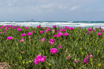 Lilac flowers Portulak on the Mediterranean coast, Cabo de Palos, La Manga, Spain.