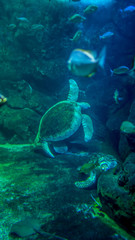 Turtle of the Sea