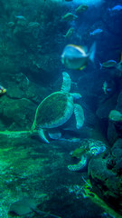Fototapeta premium Turtle of the Sea