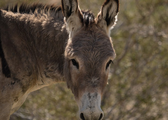 Donkey eating desert brush in Mojave. 