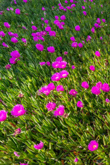 Lilac flowers Portulak on the Mediterranean coast, Cabo de Palos, La Manga, Spain.